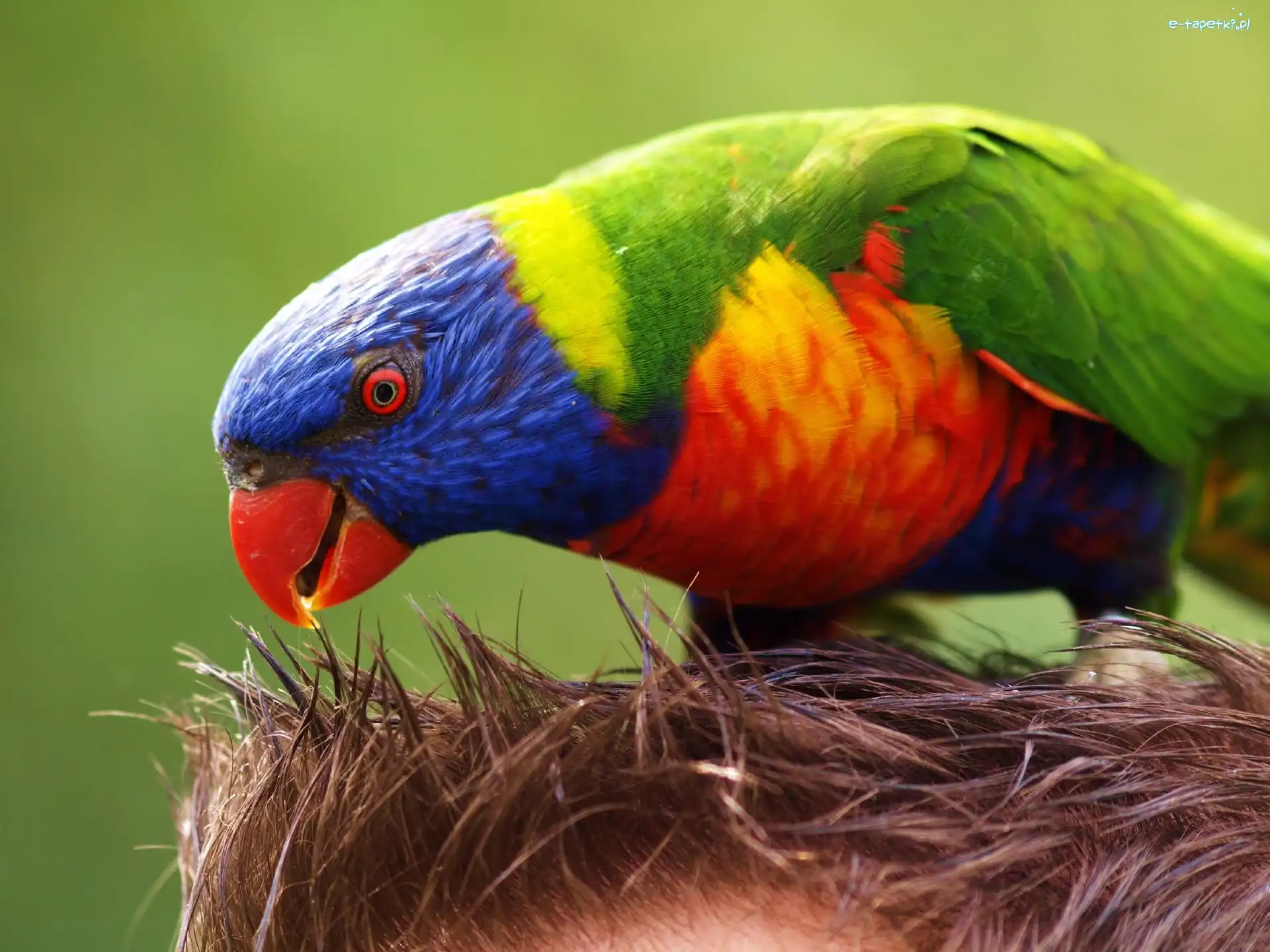 Papuga, Kolorowa