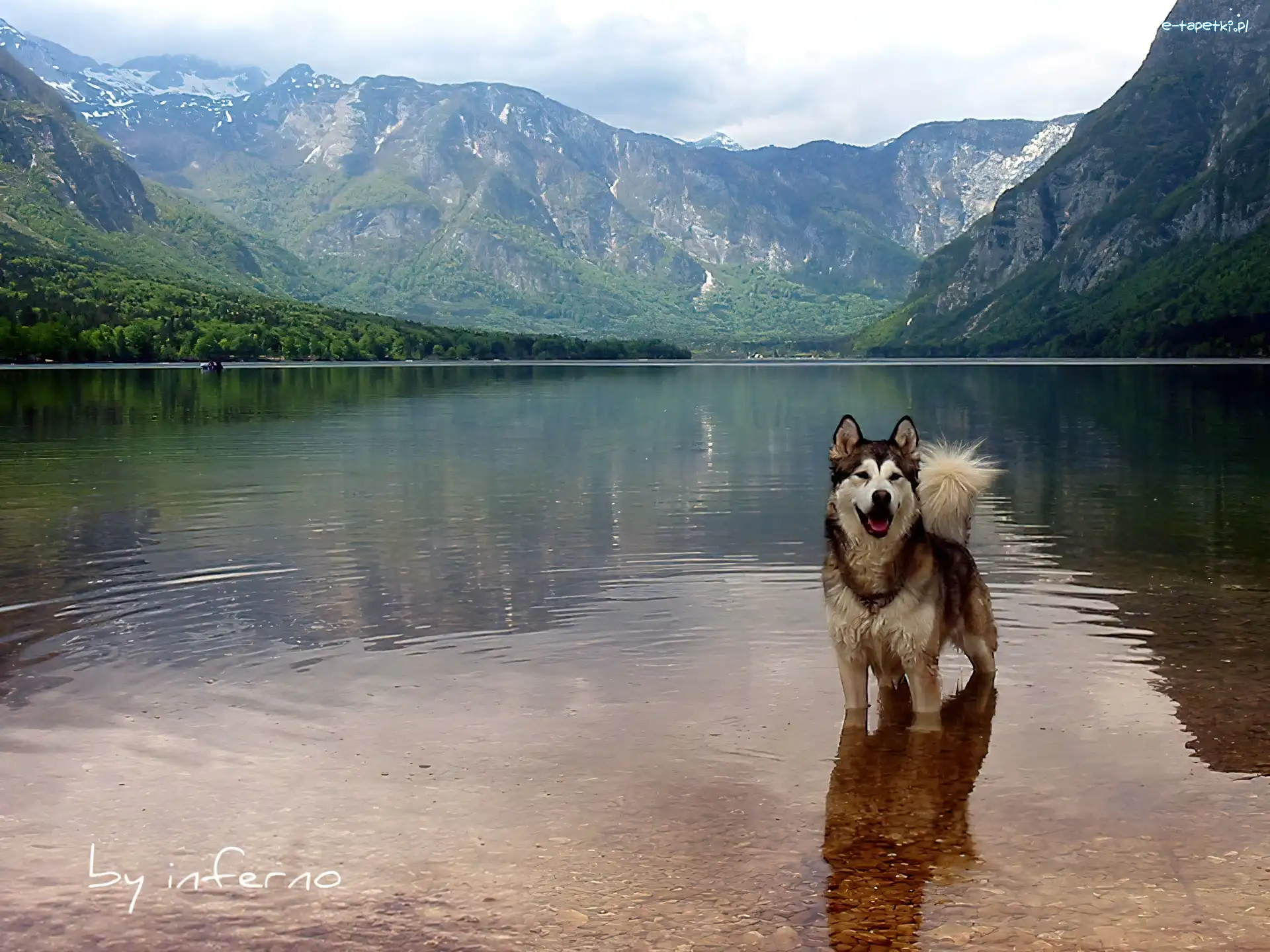 Siberian Husky, Góry, Woda