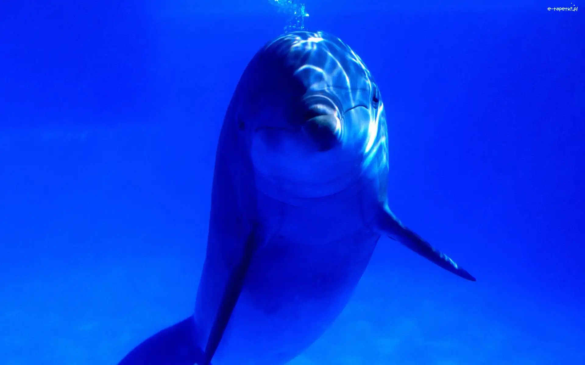 Delfin