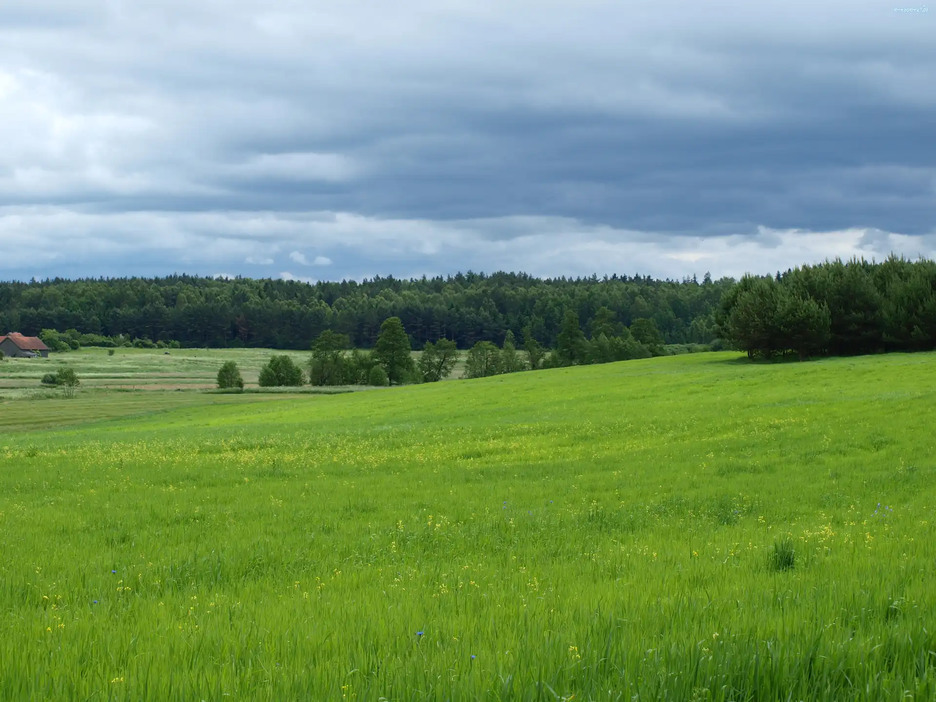 Pole, Pagórki, Las, Łąka
