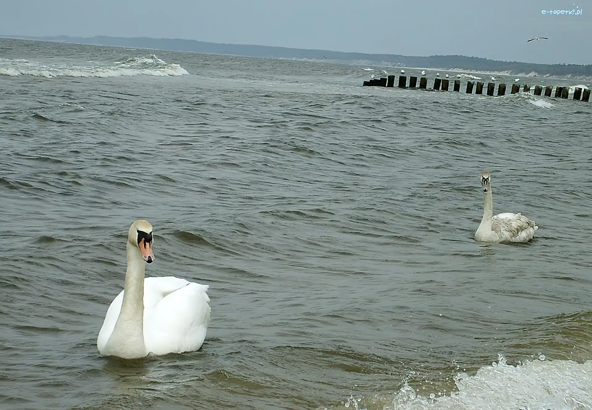 Morze, Łabędzie