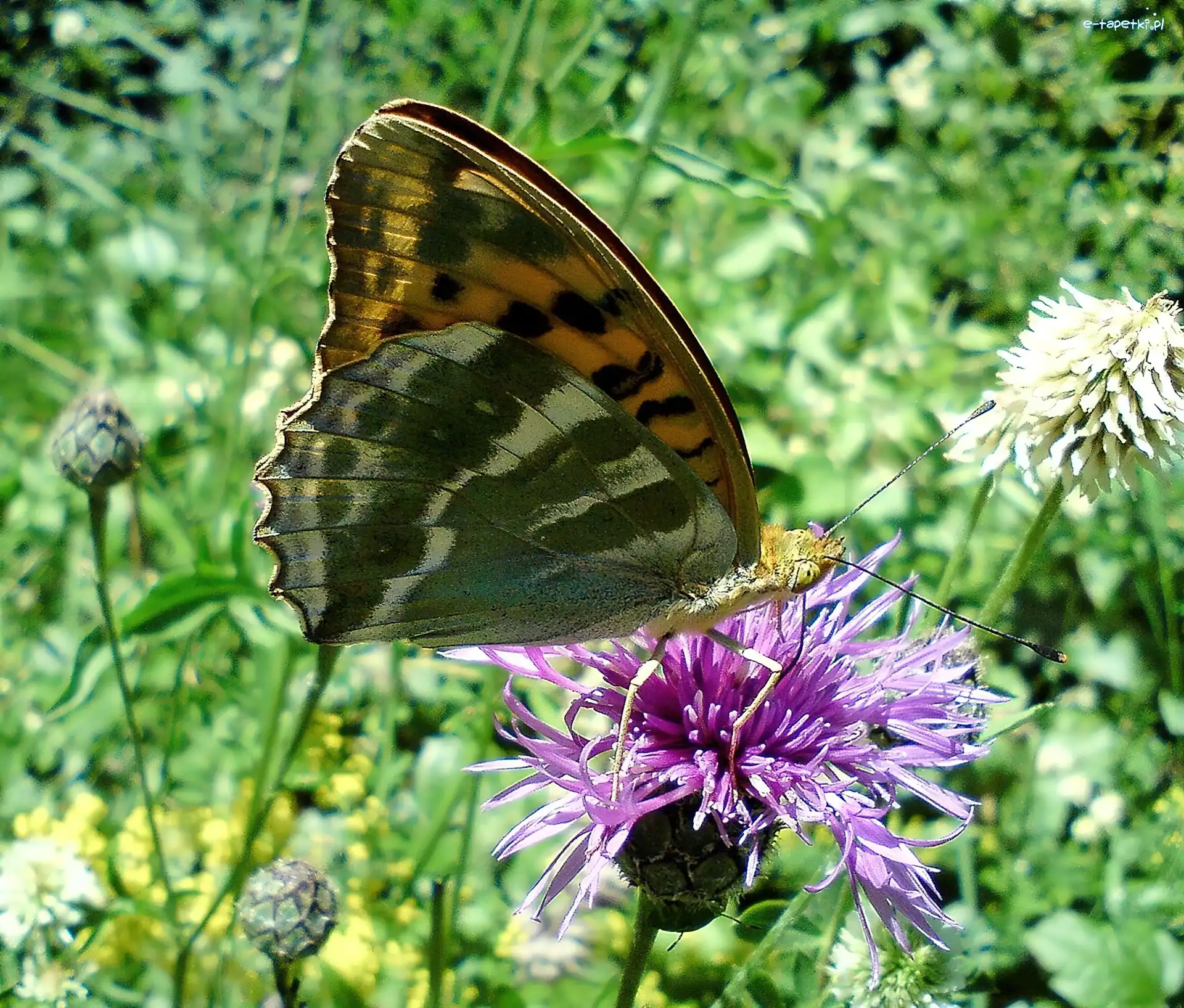 Malinowiec, Dostojka, Motyl