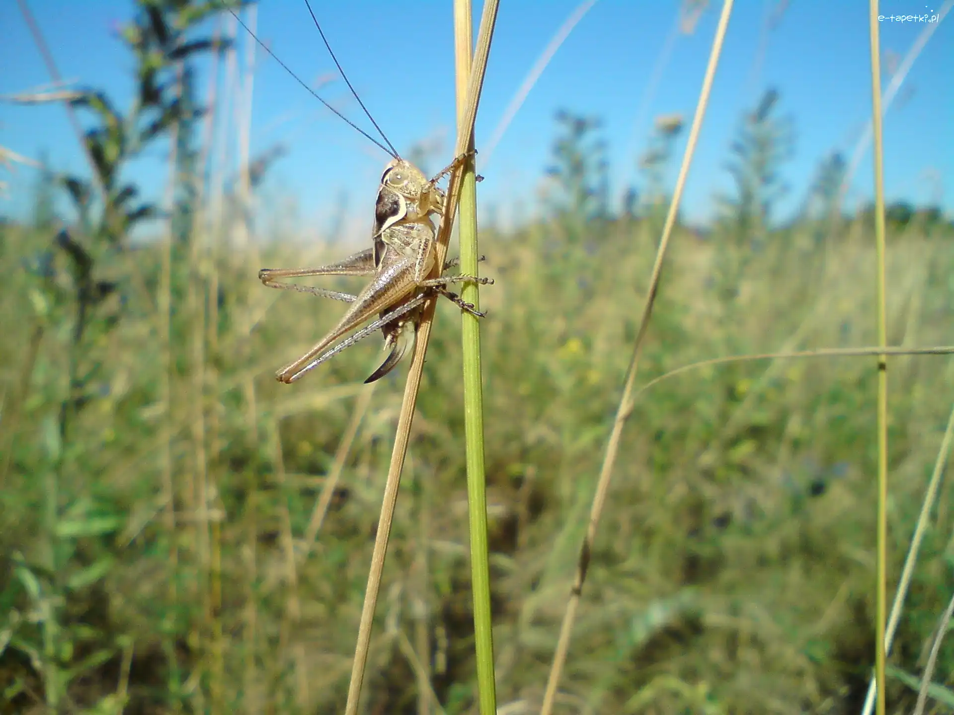 Konik Polny