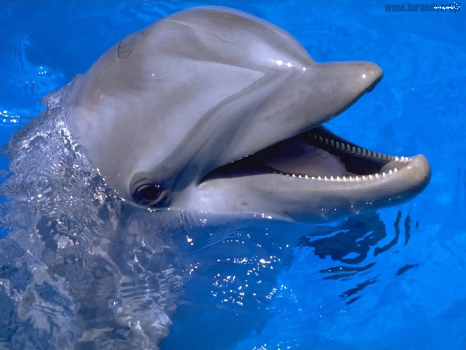Woda, Delfin