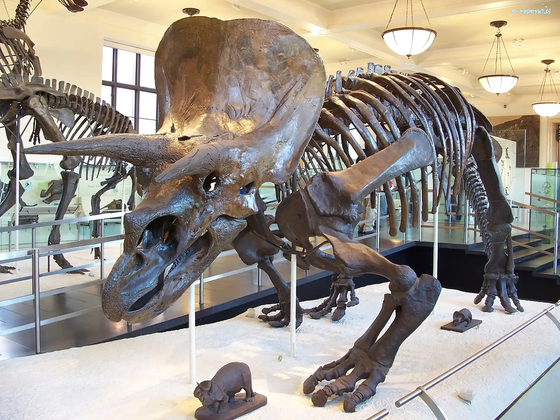 Triceratops, Szkielet
