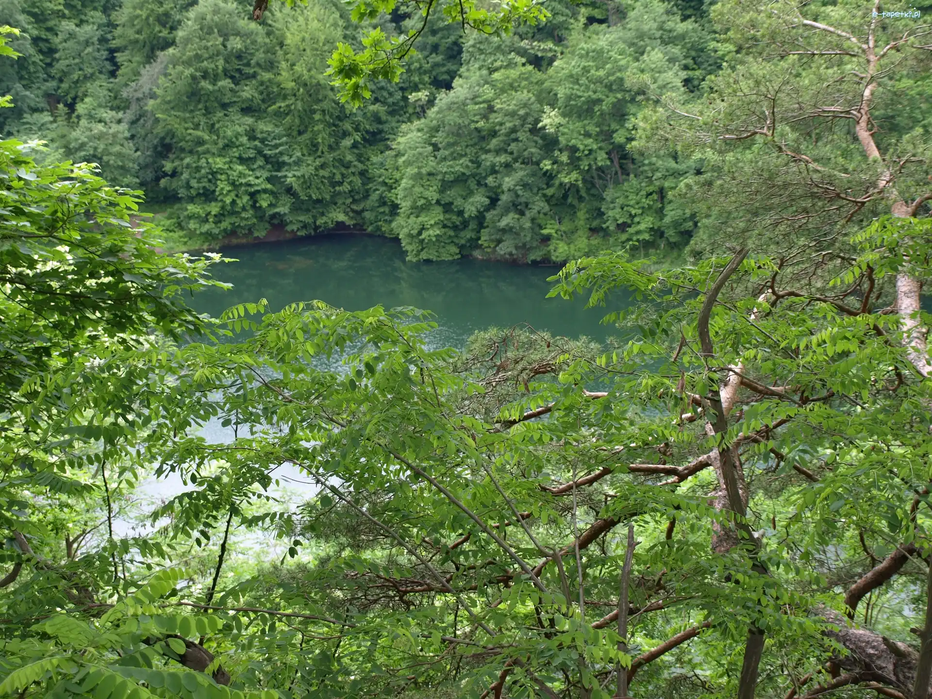 Drzewa, Wiosna, Jezioro