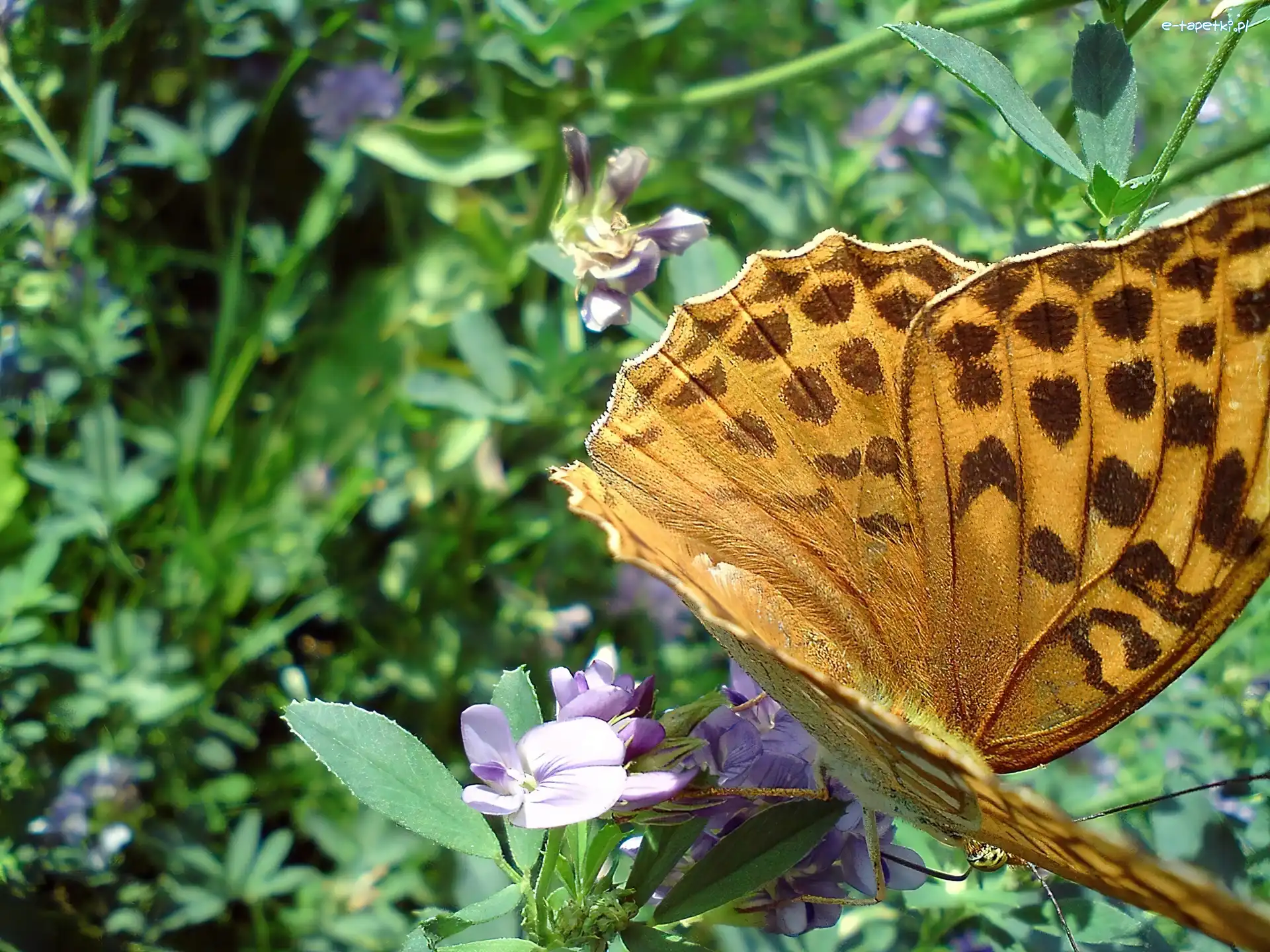 Dostojka, Motyl