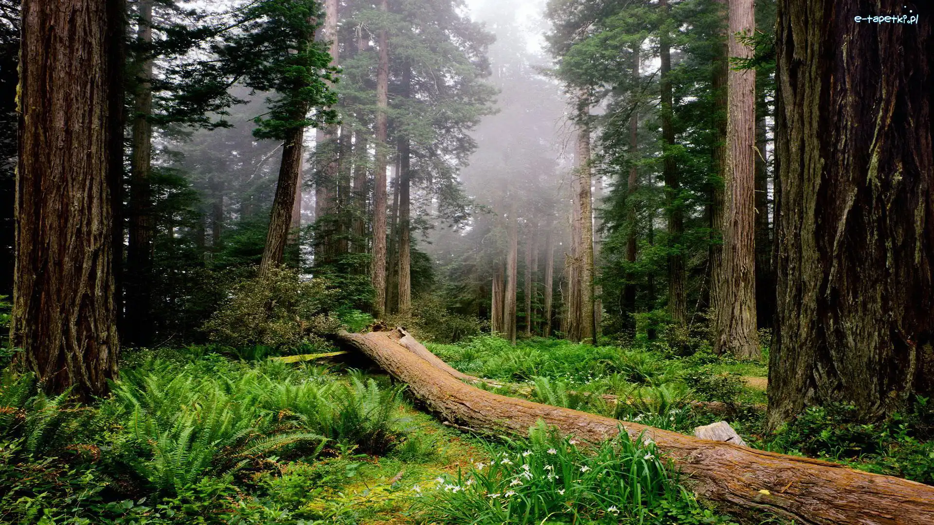 Stany Zjednoczone, Park Narodowy Redwood, Stan Kalifornia, Przewalone Drzewo, Las