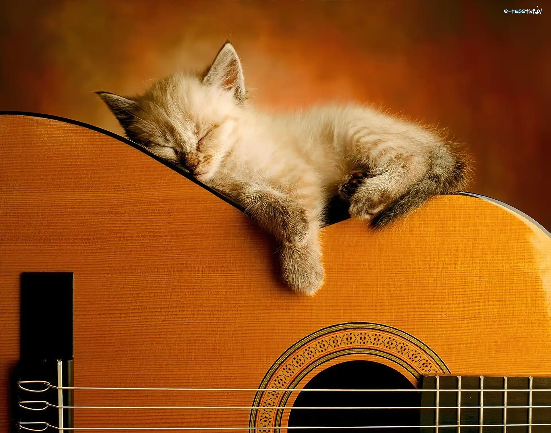 Śpiący, Gitarze, Na, Kotek