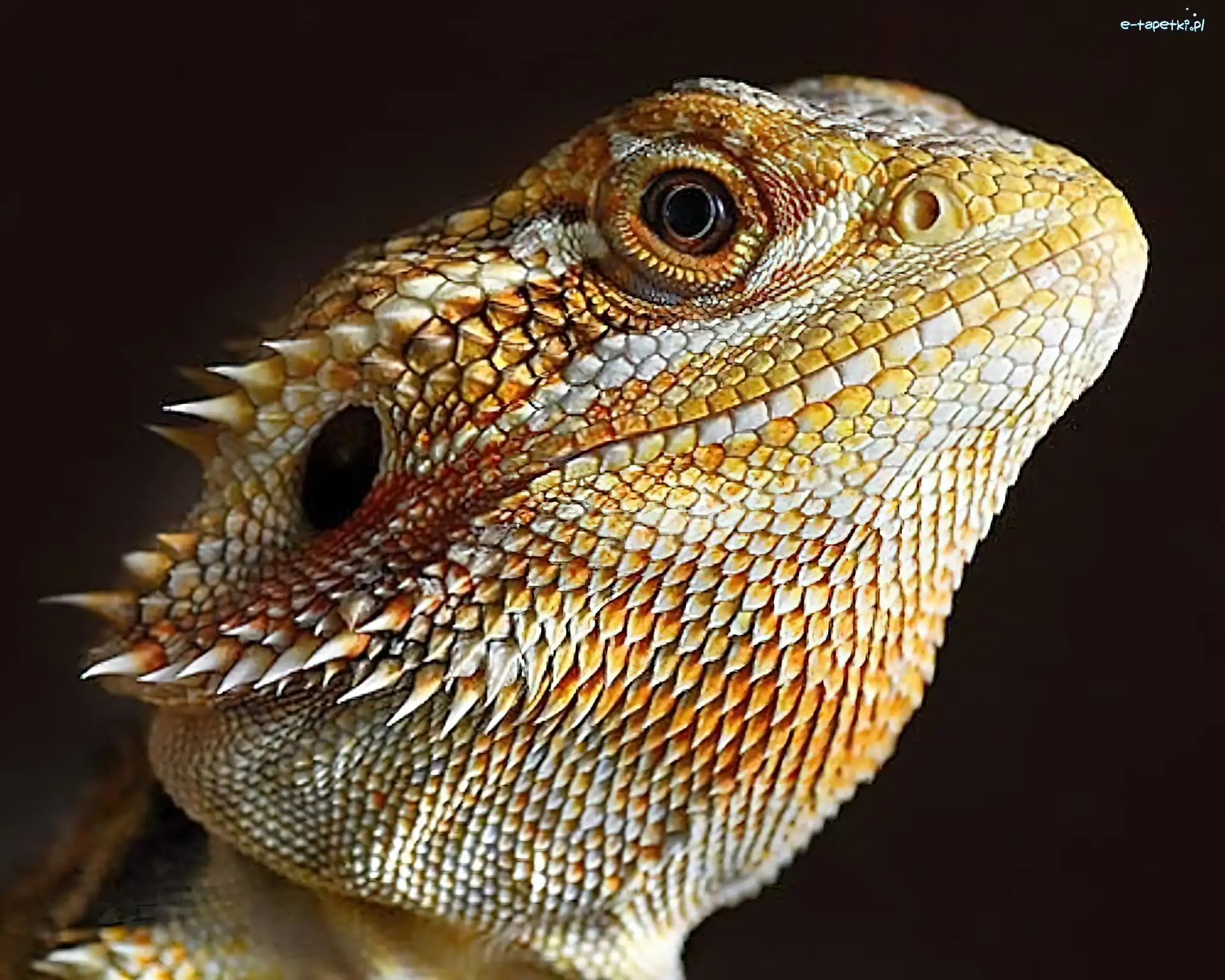 Głowa, Gad, Agama