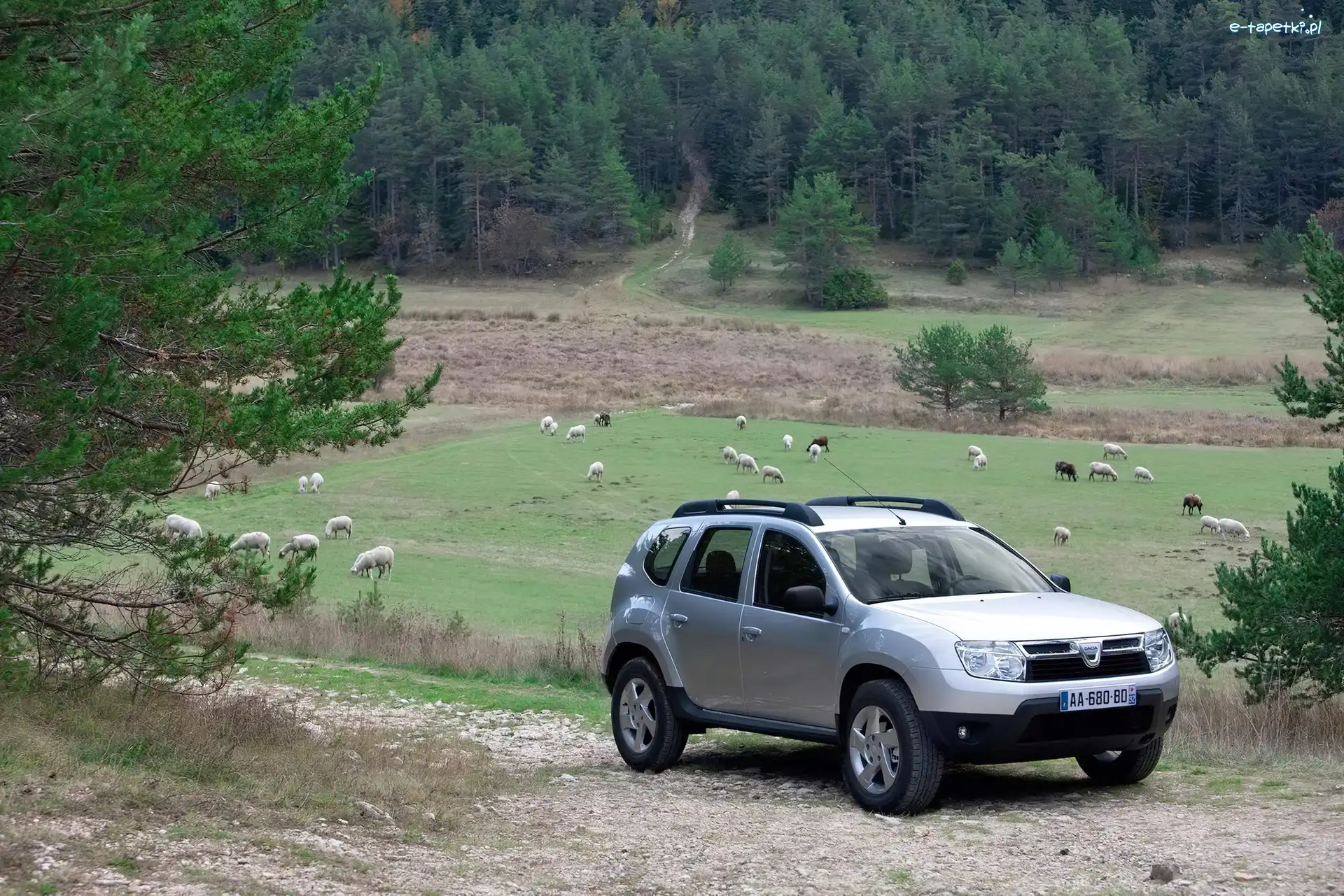 Dacia Duster, Pastwisko, Owce, Srebrna
