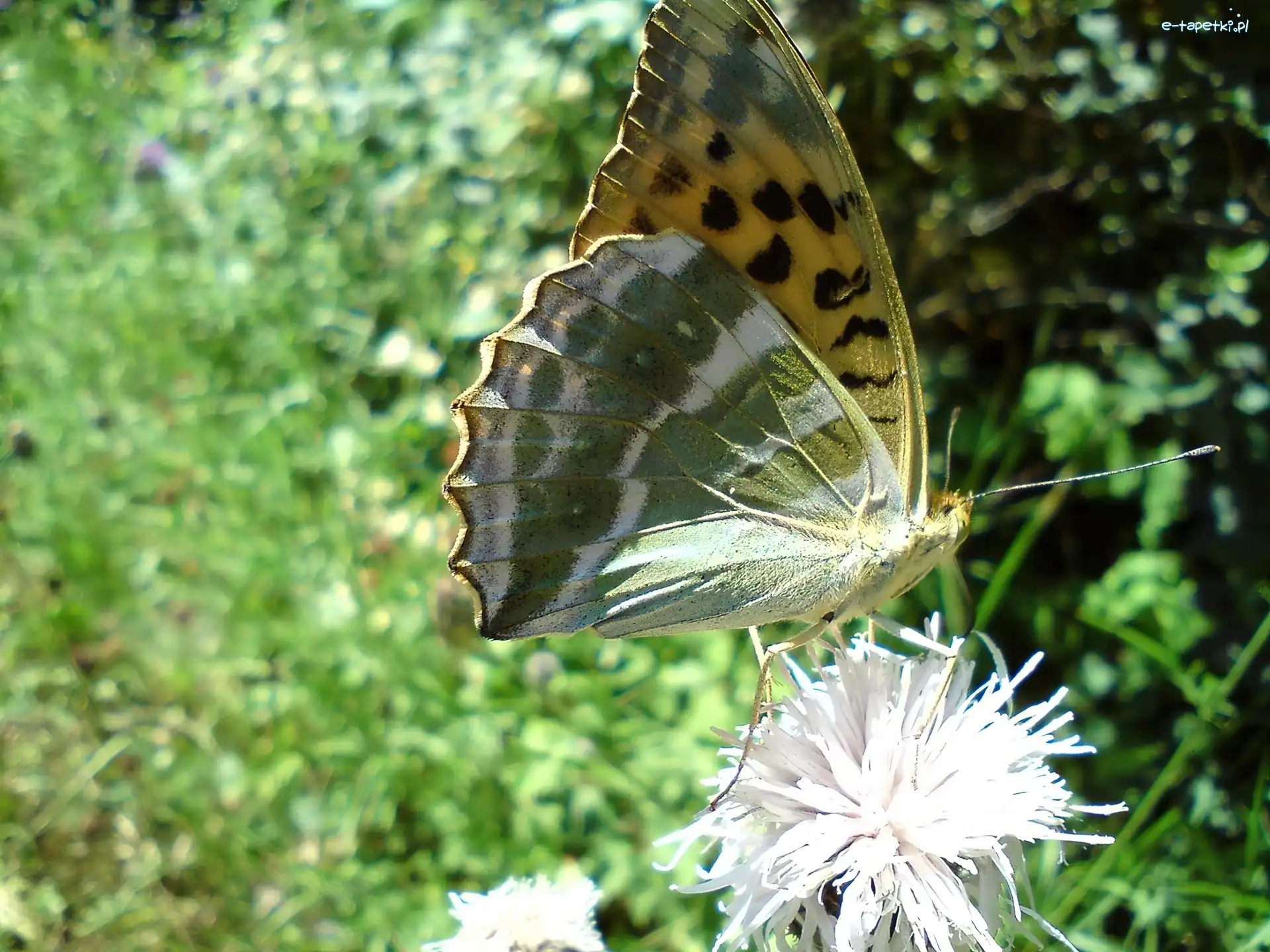 Dostojka, Motyl