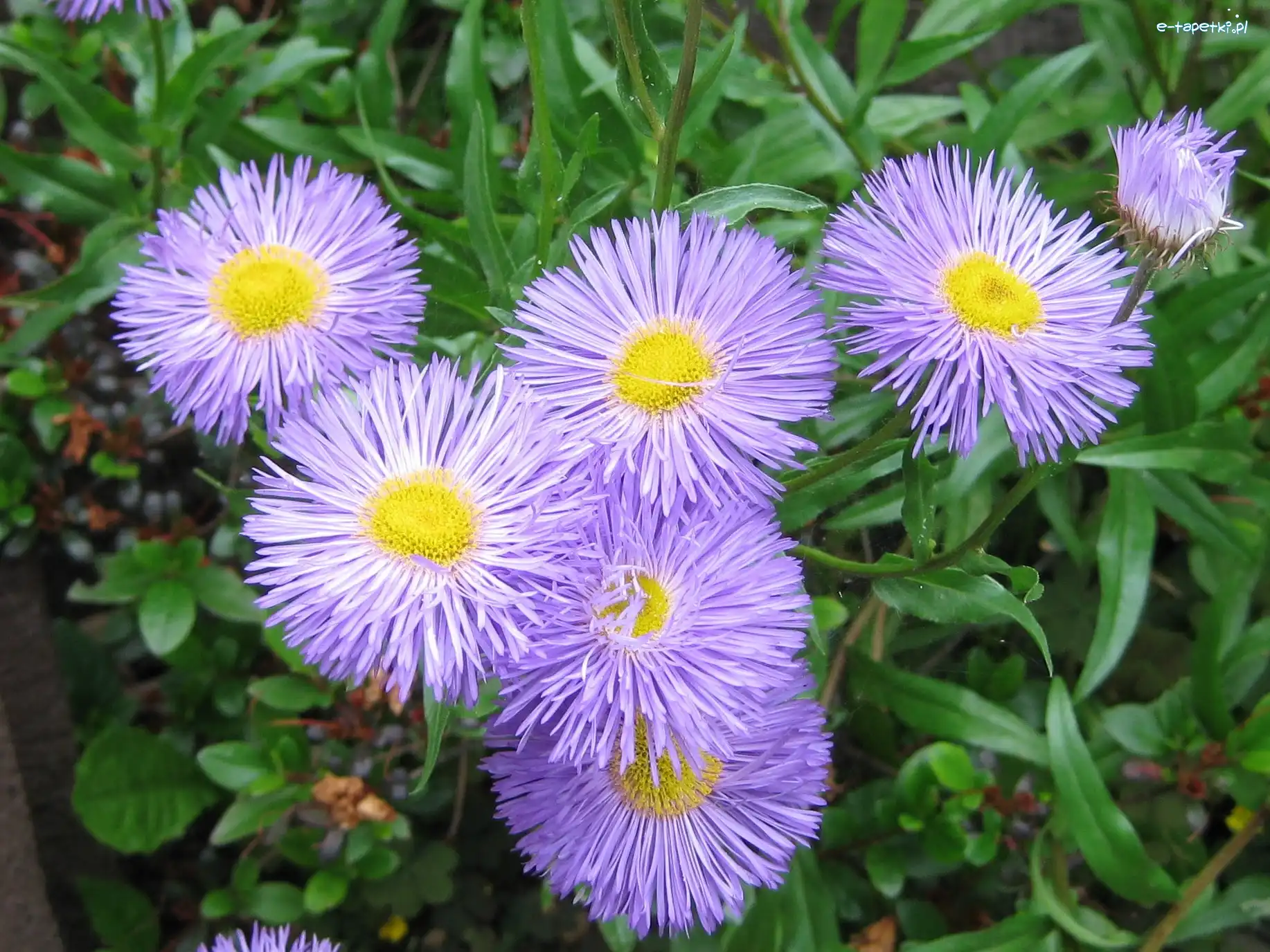 Ogród, Aster
