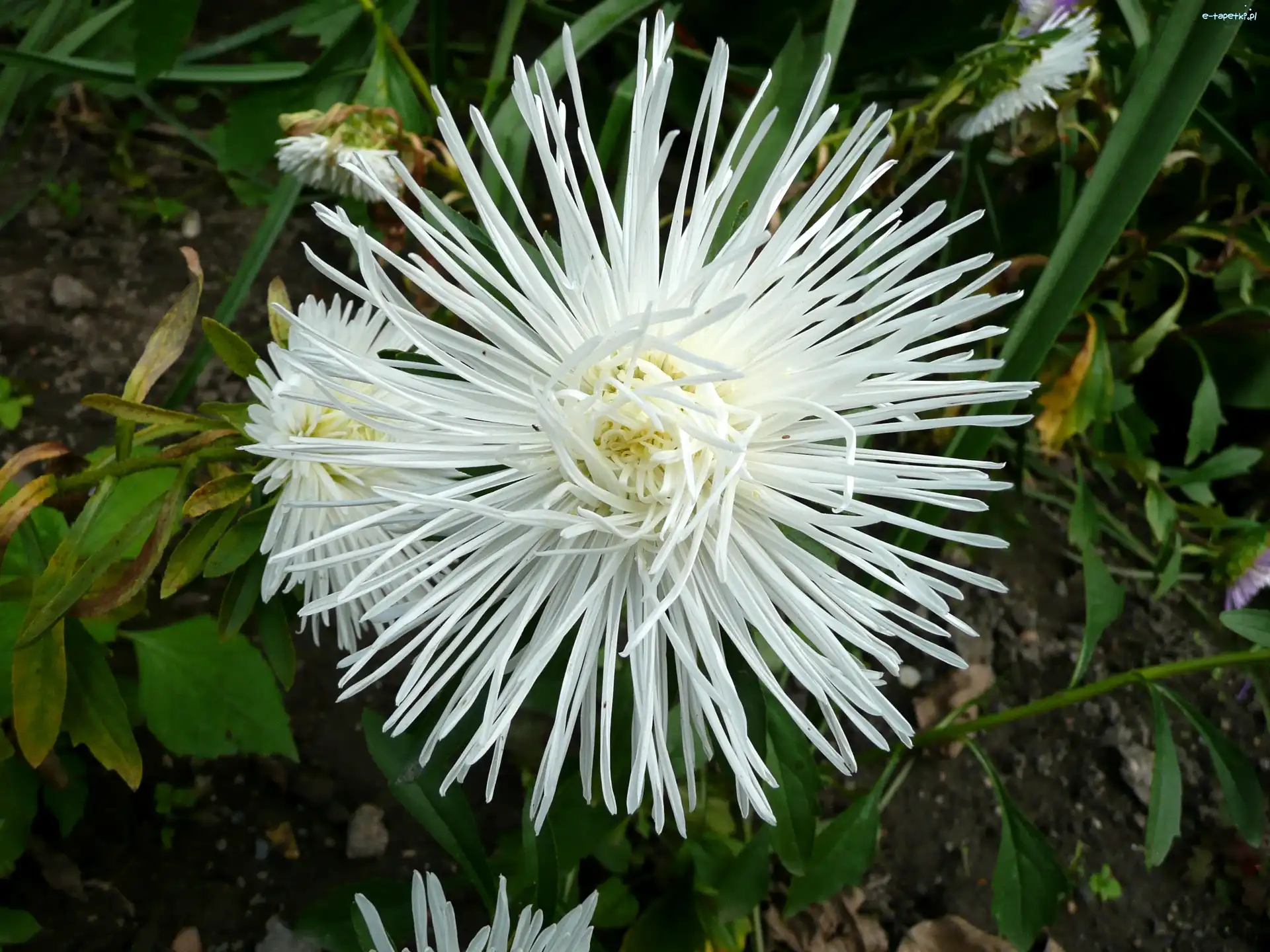 Aster, Biały