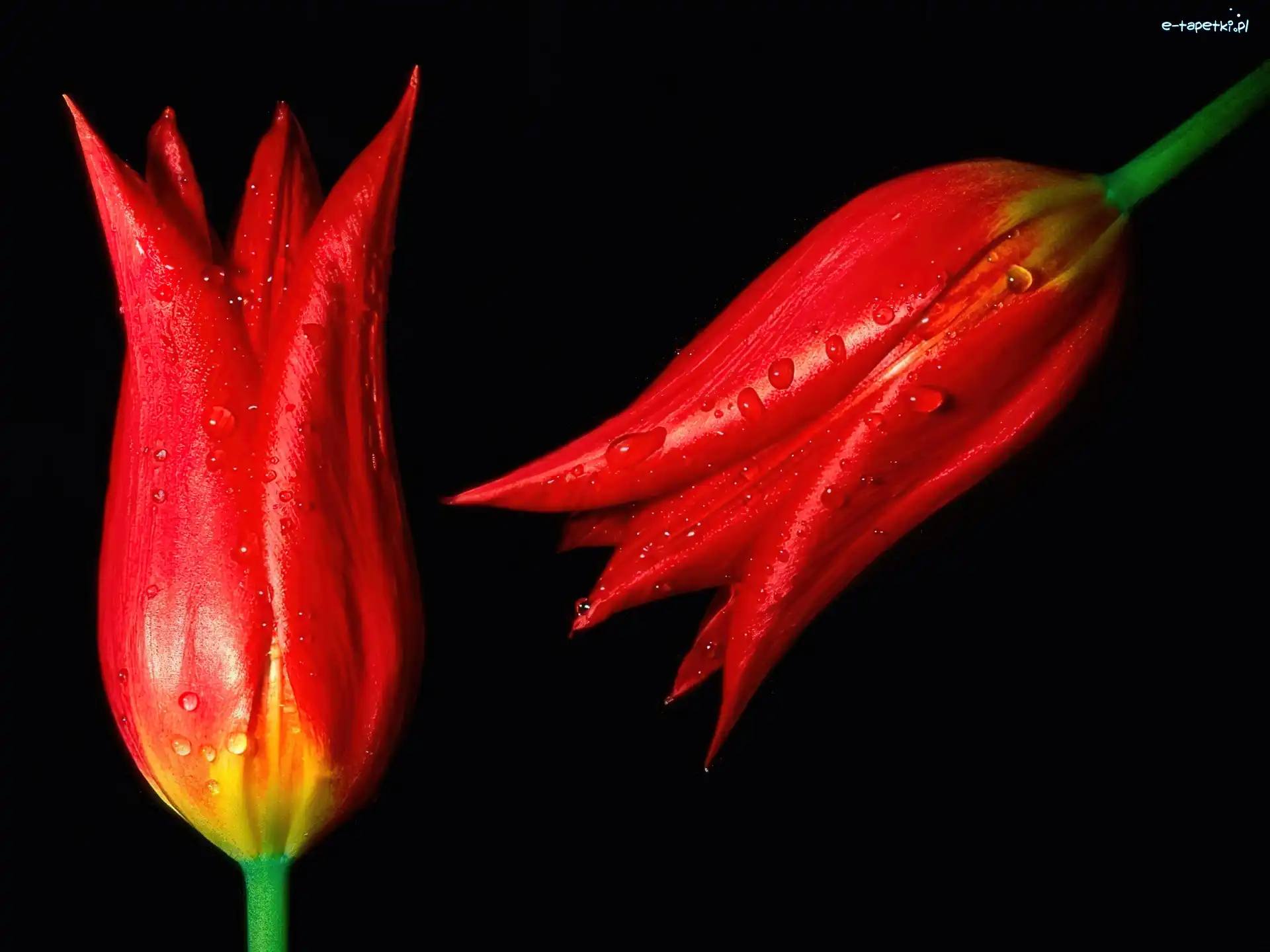 Tulipany, Wody, Krople, Czerwone