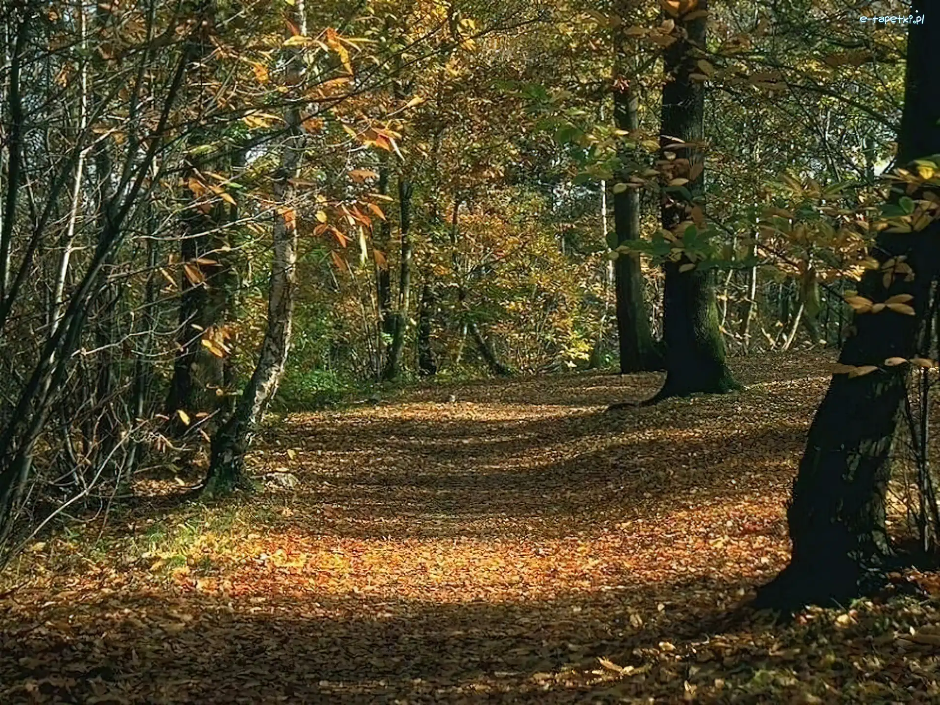 Liście, Leśna, Ścieżka, Opadające