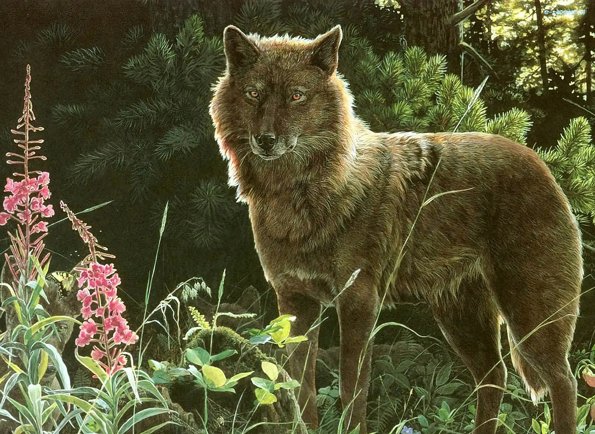 Las, Wilk, Bajkowy