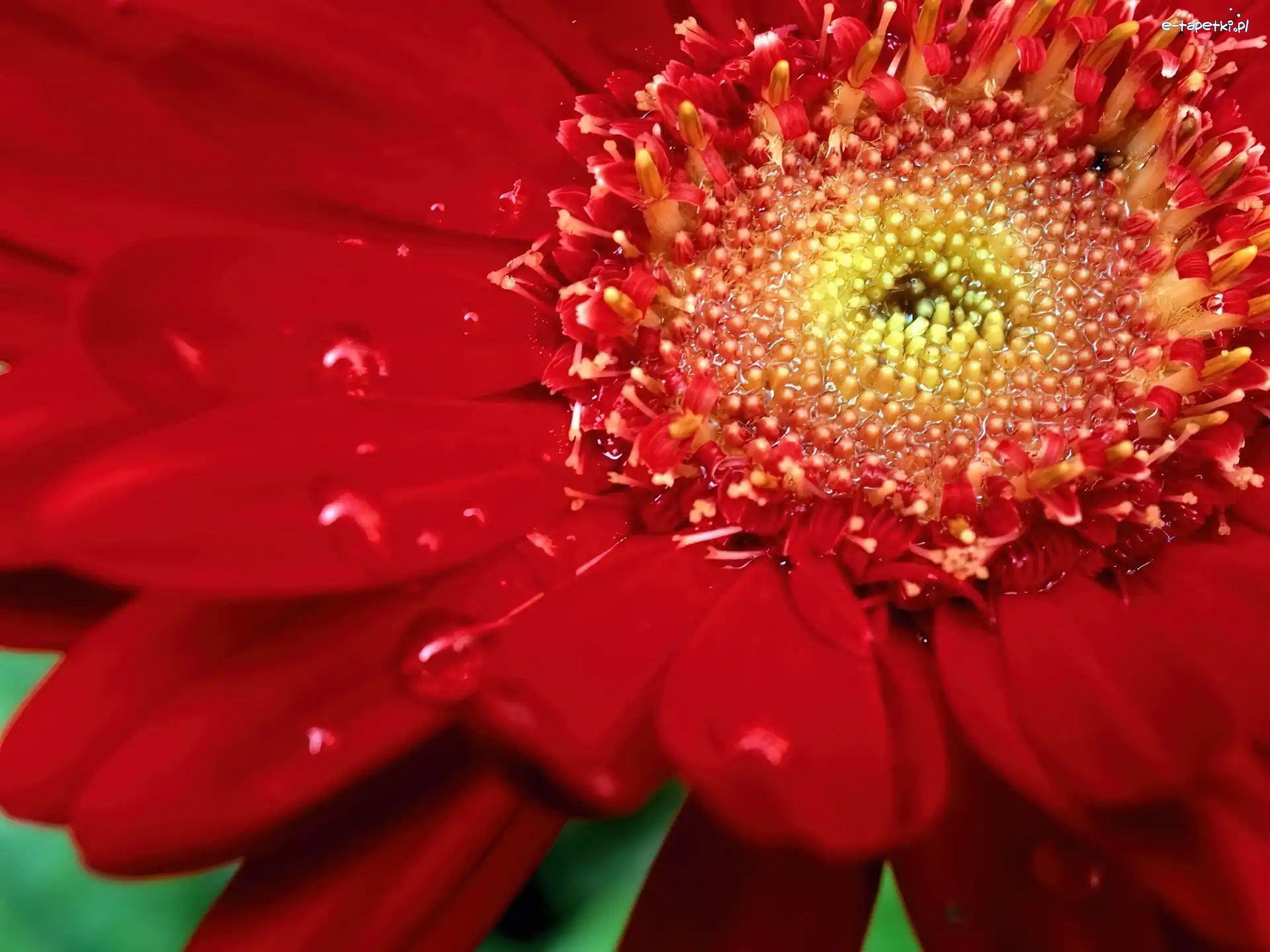 Gerbera, Kwiat