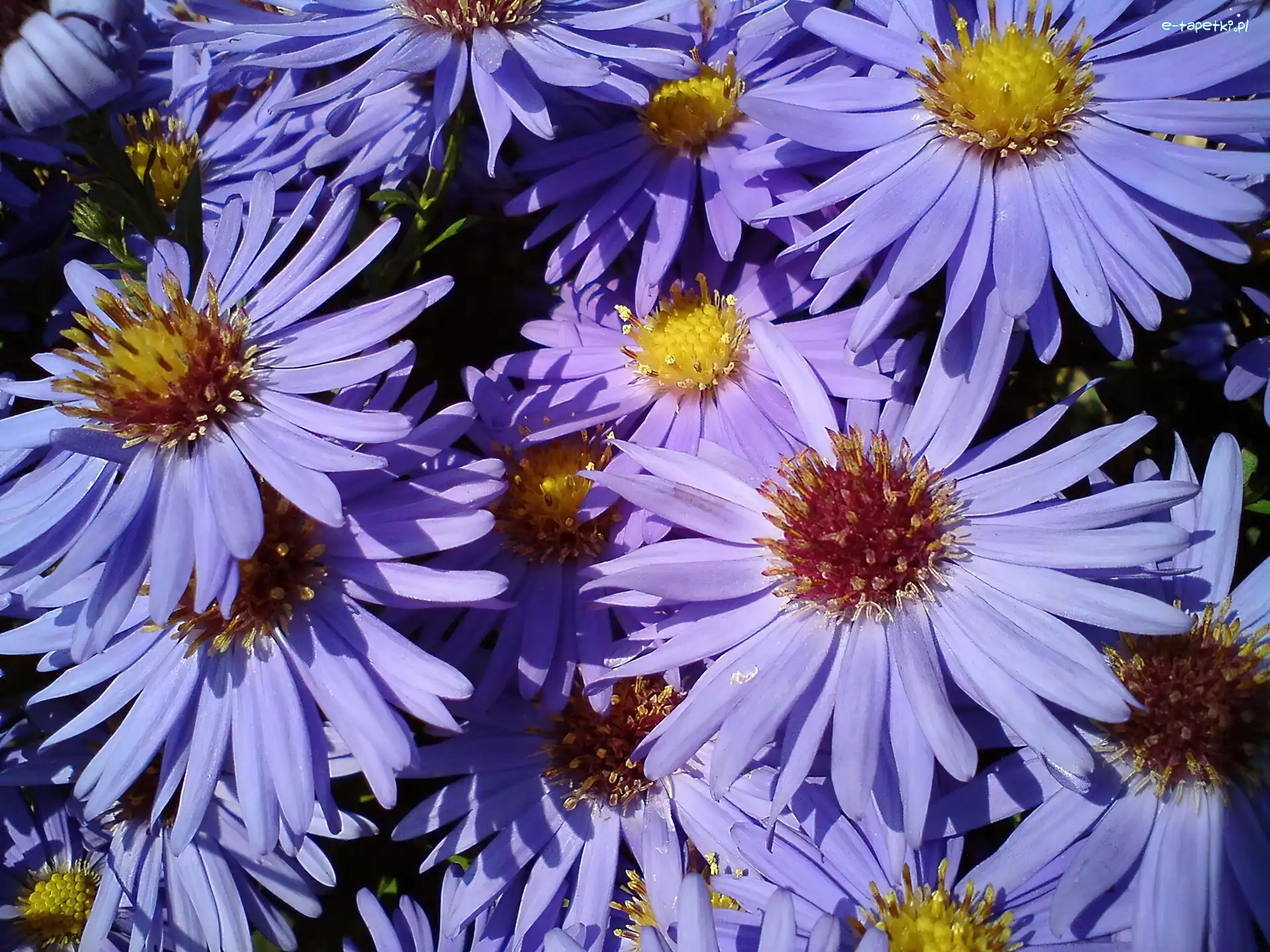 Aster, Ogrodowe , Kwiaty