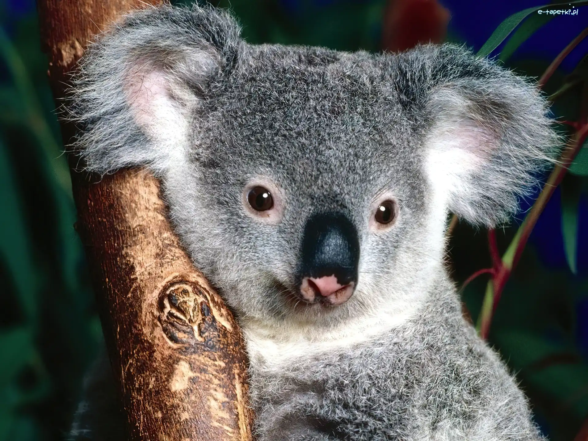 Drzewo, Nos, Koala