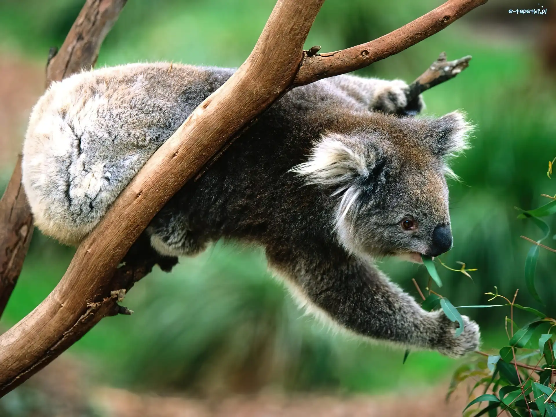 Koala, Eukaliptus, Pożywienie, Miś
