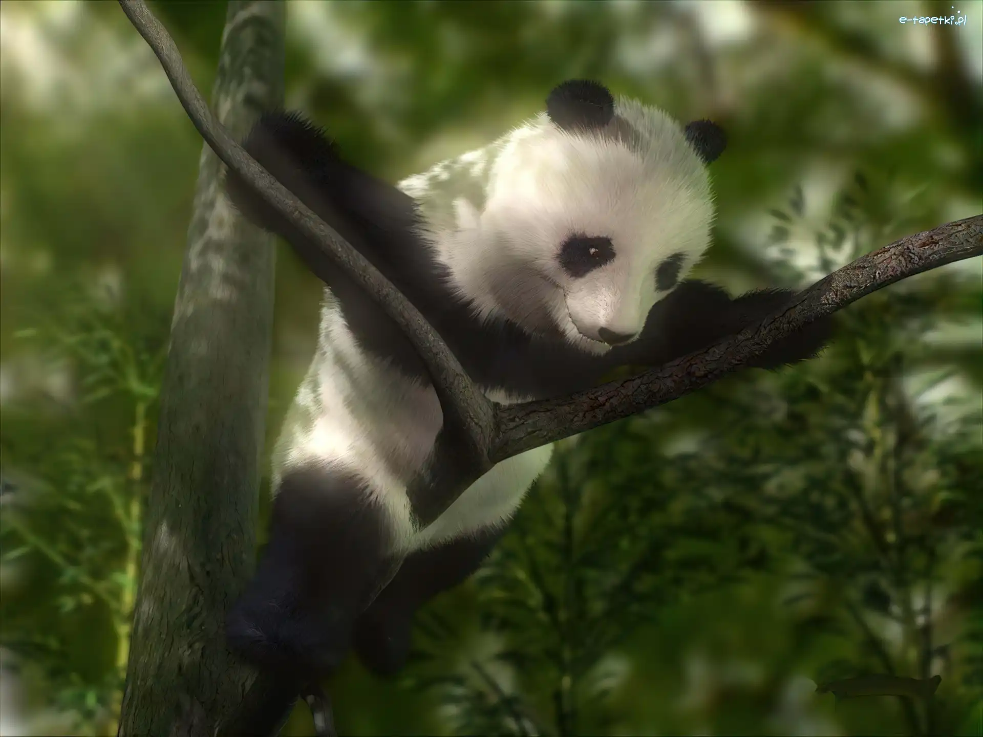 Drzewo, Panda, Miś