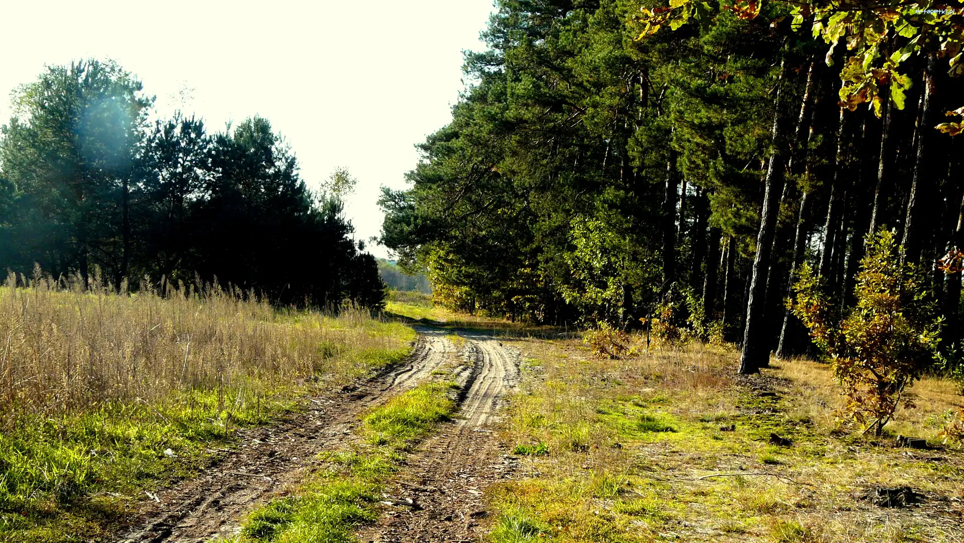Droga, Leśna