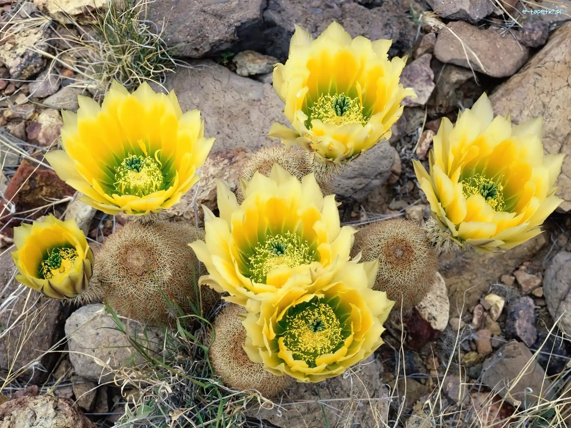 Copiapoa, Chilijski, Kaktus