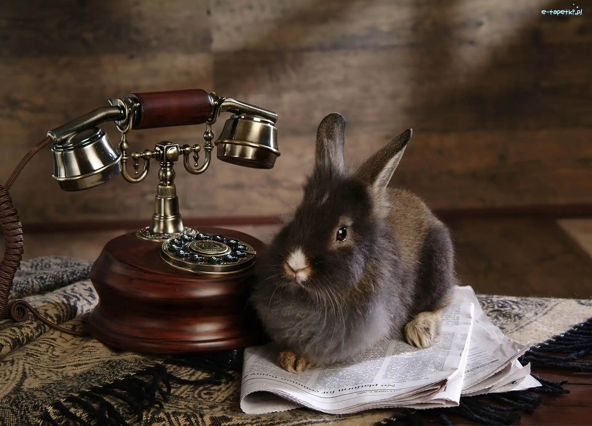 Gazeta, Telefon, Króliczek