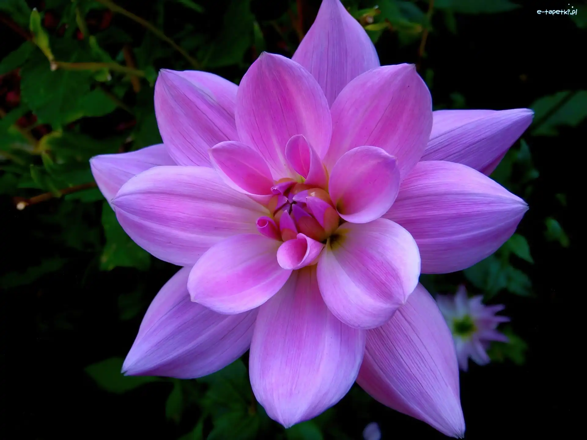 Dalia, Fioletowa