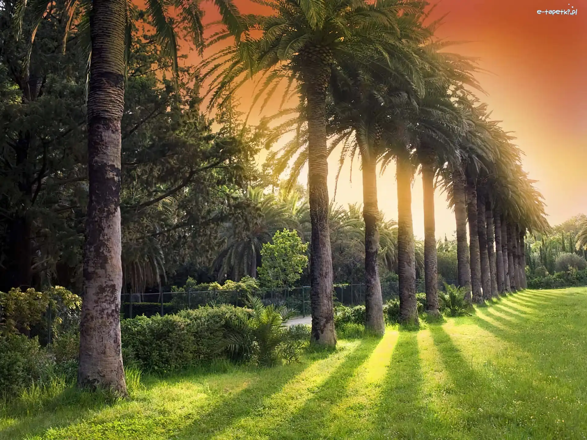 Palm, Aleja