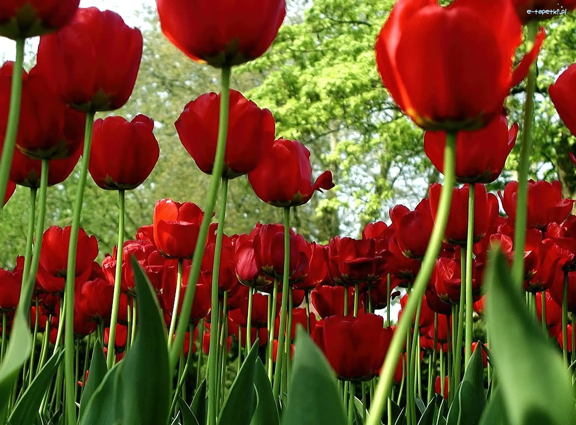 Tulipany, Czerwone