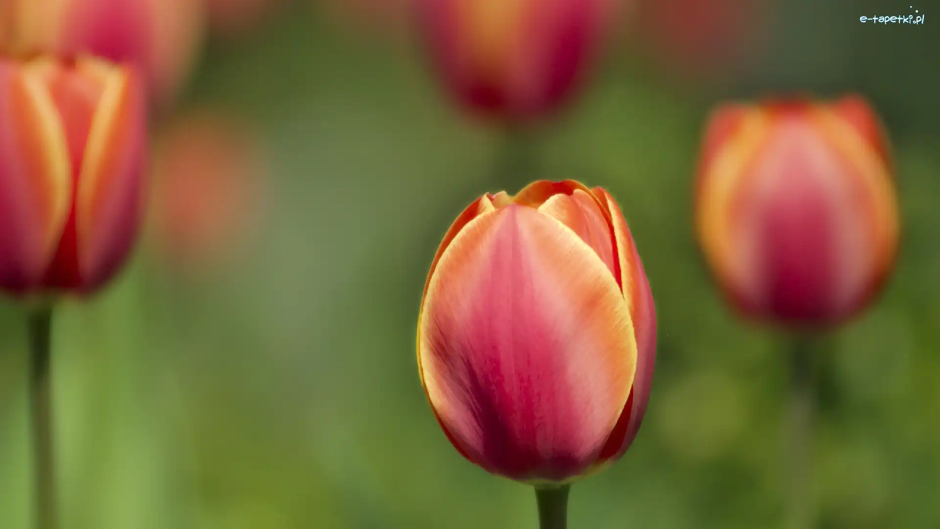 Tulipana, Kwiat, Zamknięty