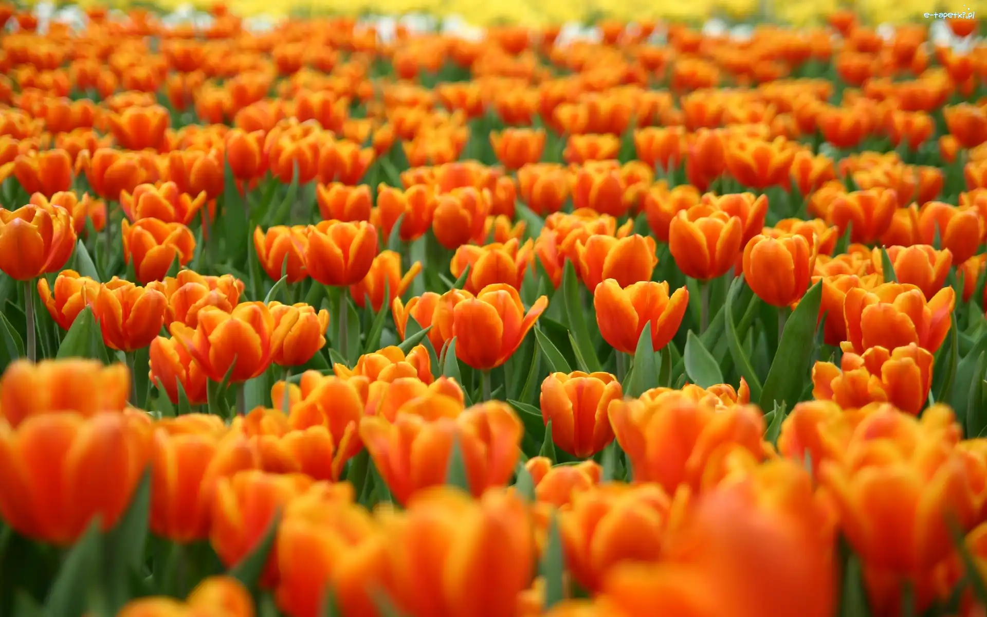 Tulipanów, Pole