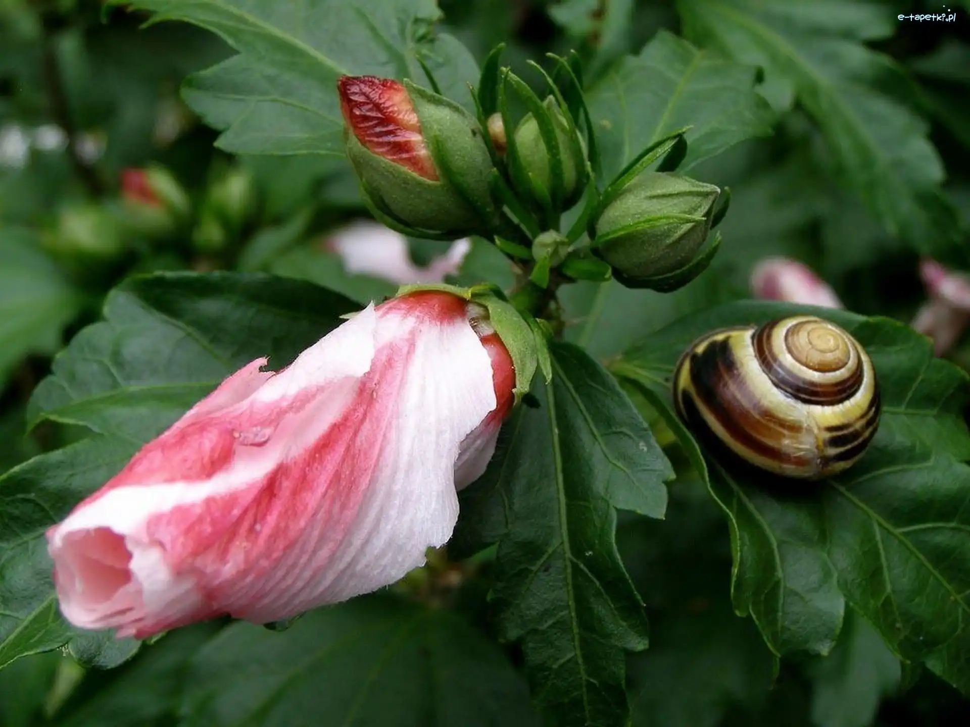 Ślimak, Ogrodowy, Hibiskus