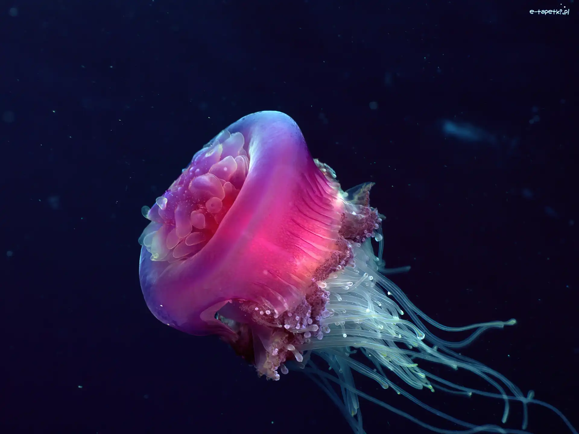 Parzydełka, Meduza