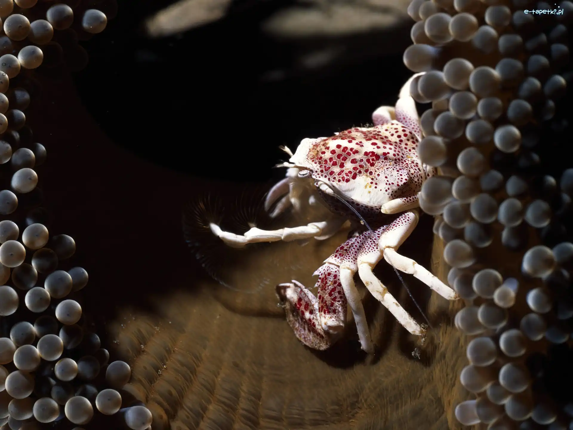 Ikra, Krab
