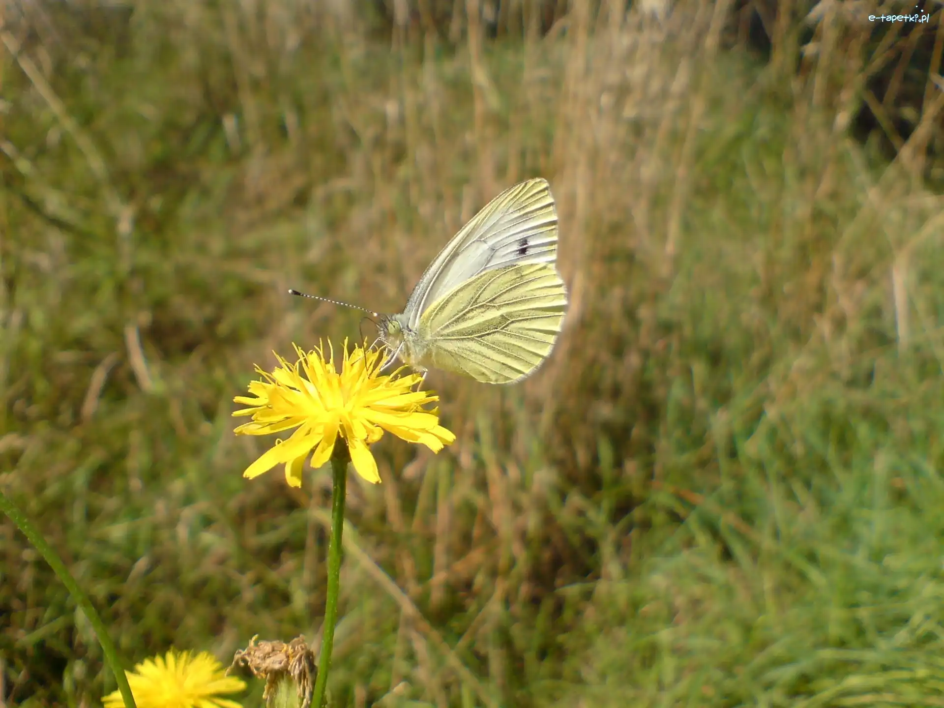Bielinek, Motyl