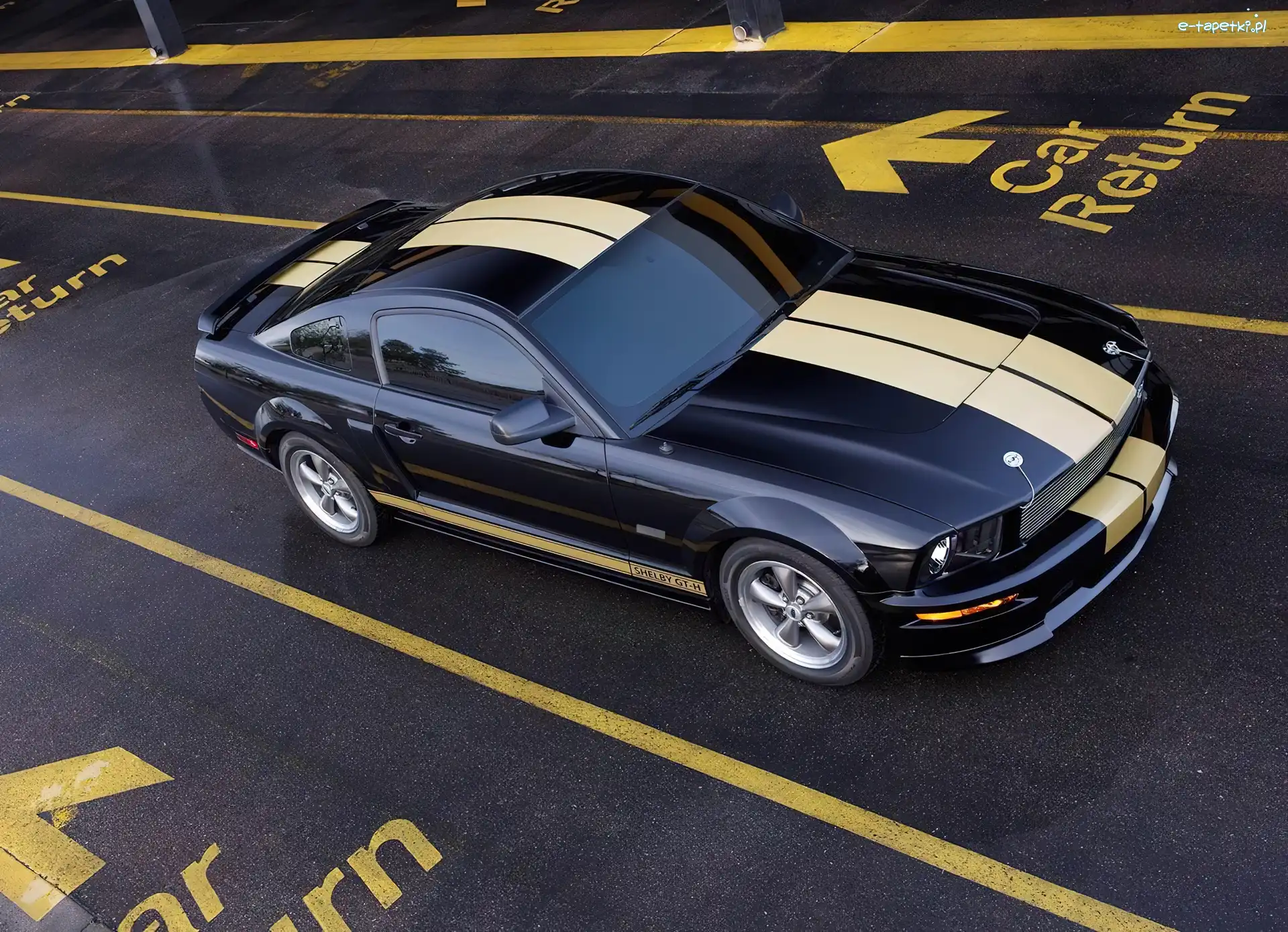 Pasy, Namalowane, Ford Mustang Shelby