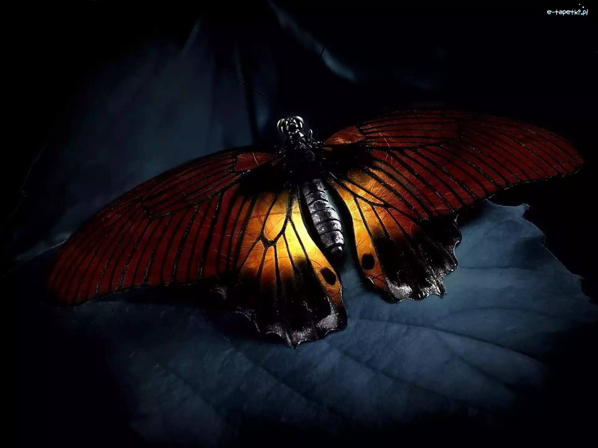 Noc, Liść, Motyl