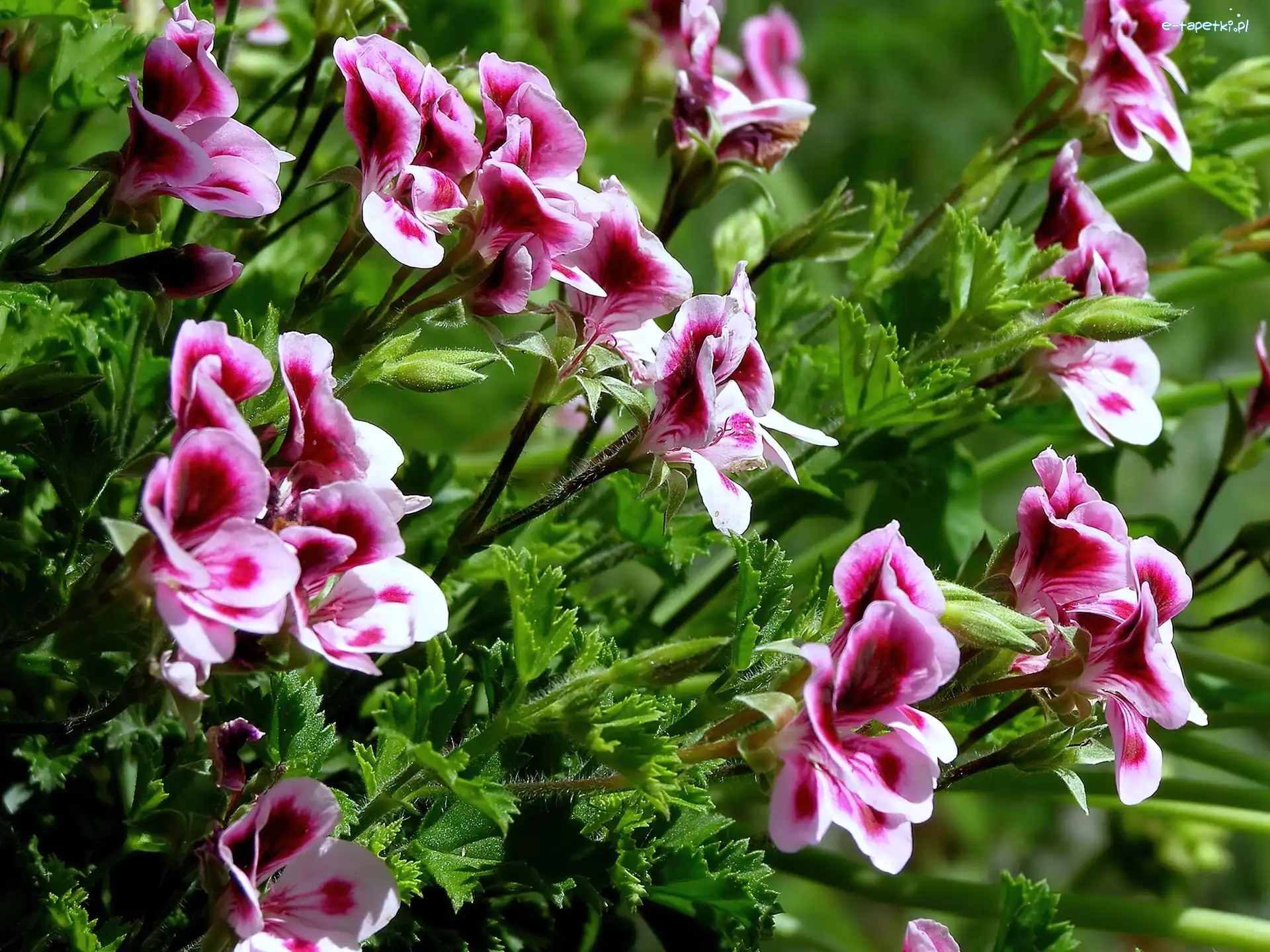 Angielska, Pelargonia, Kwiat