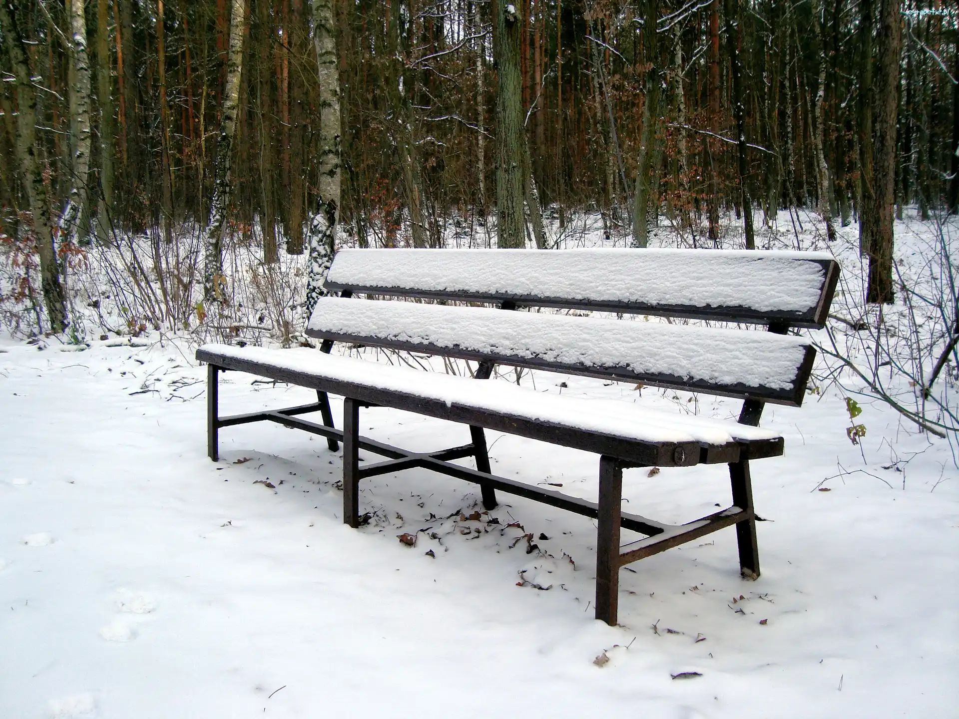 Zima, Las, Ławeczka