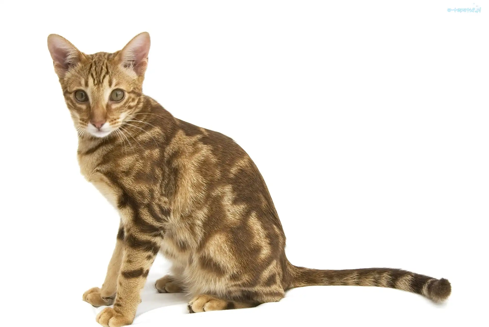 Plamy, Brązowe, Ocicat