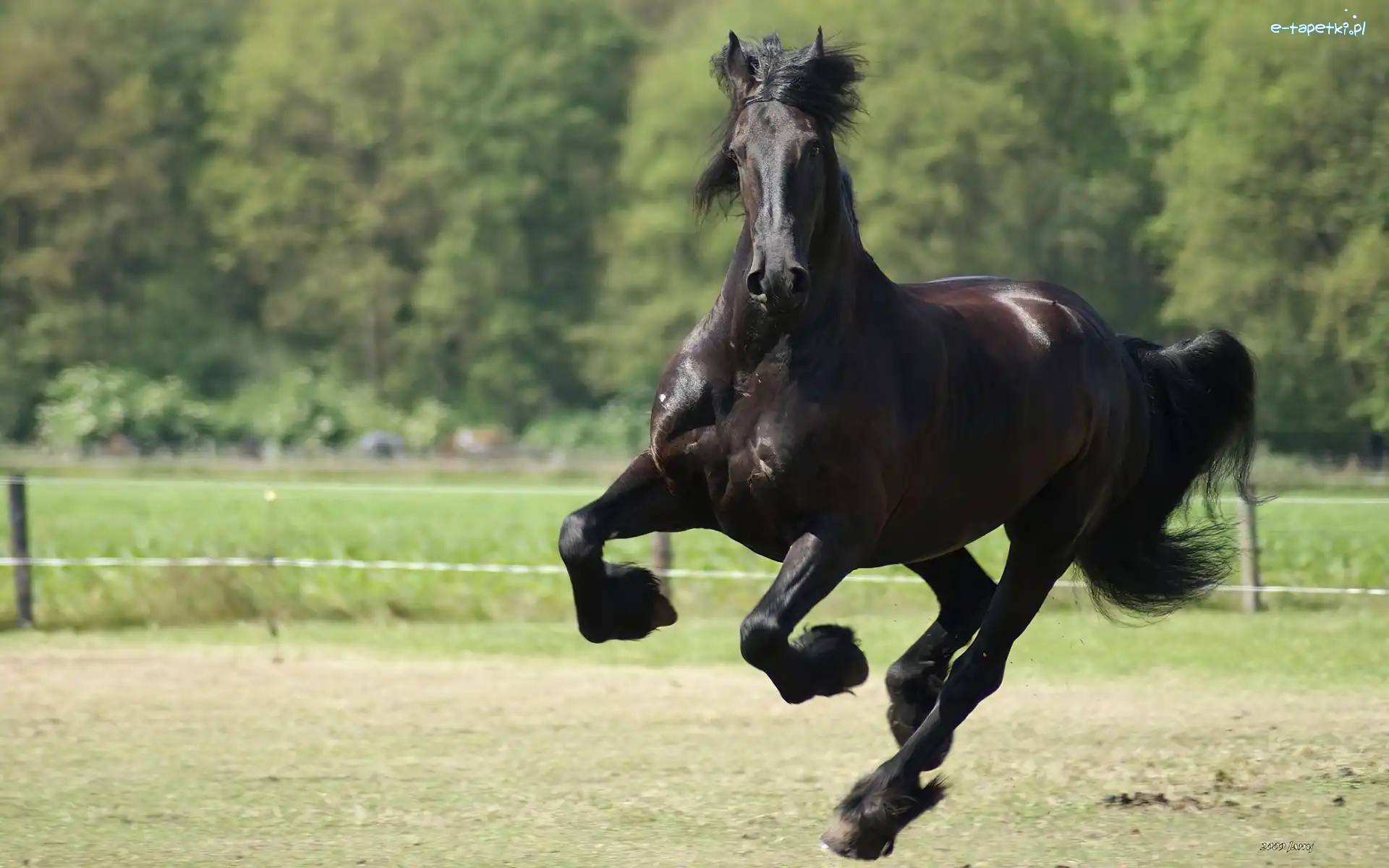 Kopyta, Galop, Koń
