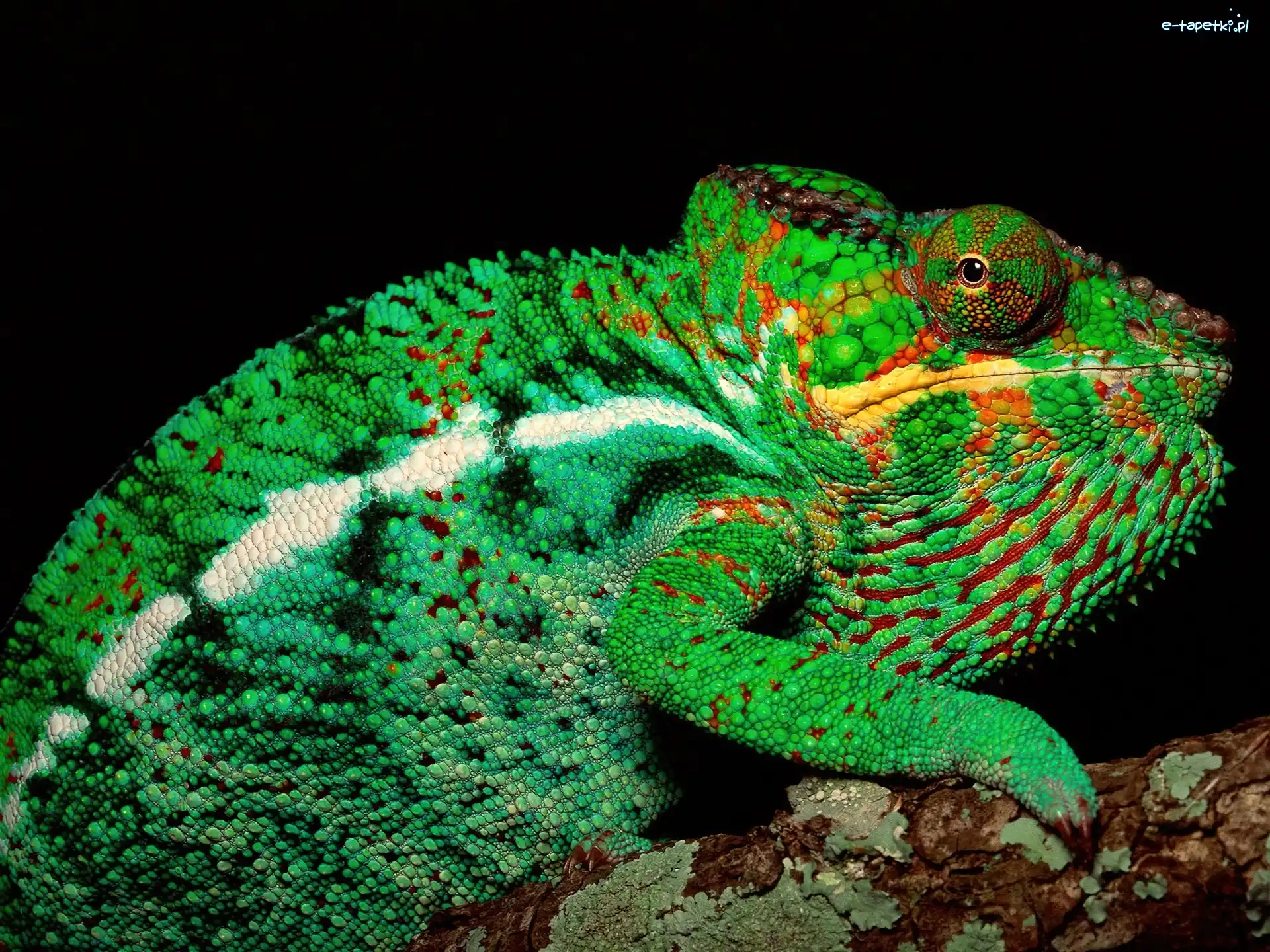 Zielony, Kameleon