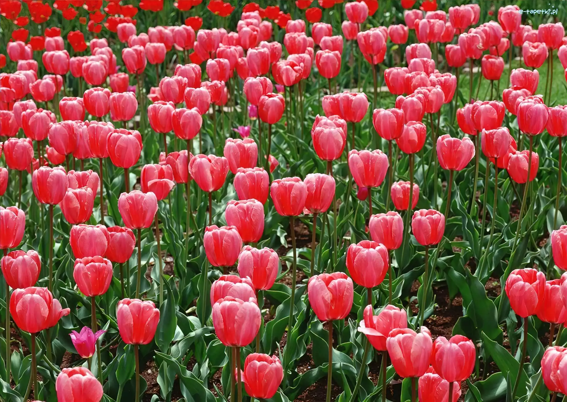 Tulipanów, Plantacja