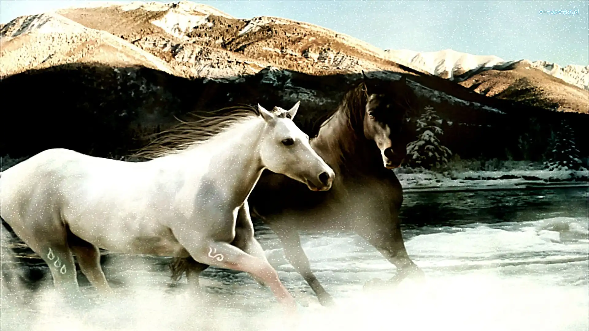 Woda, Galop, Konie