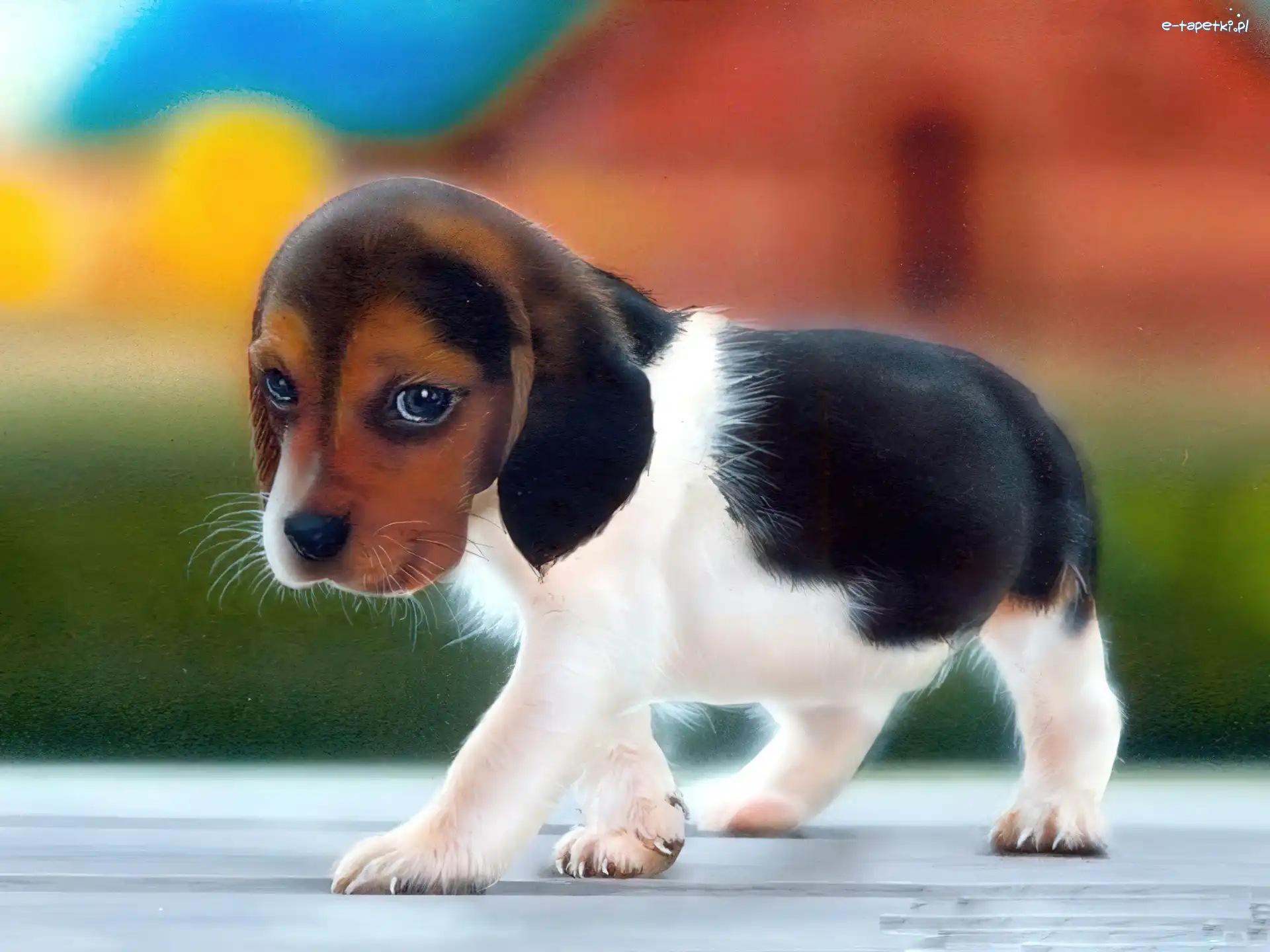 Słodki, Beagle, Piesek, Mały