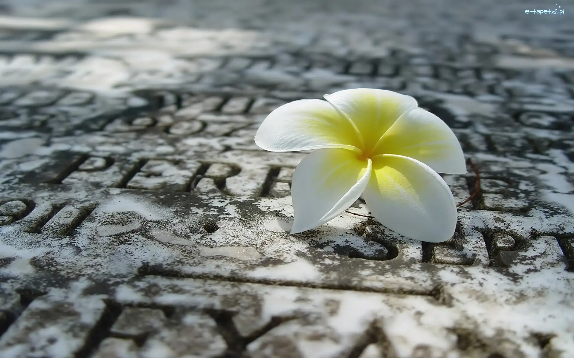Plumeria, Biała