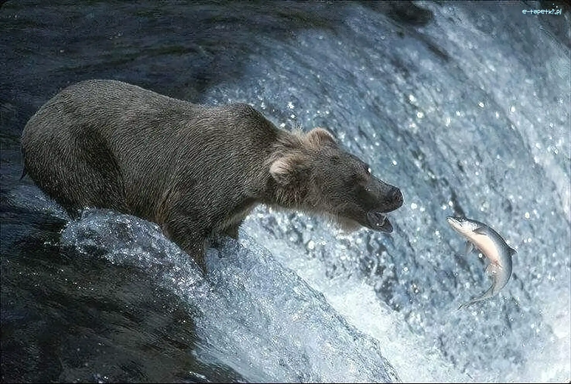 Łosoś, Niedźwiedź